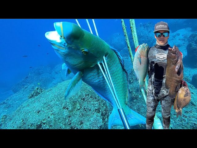 Spearfishing with a 3 prong or “Hawaiian Sling” #fishing #diving #freediver  l #spearfishing #hawaii 