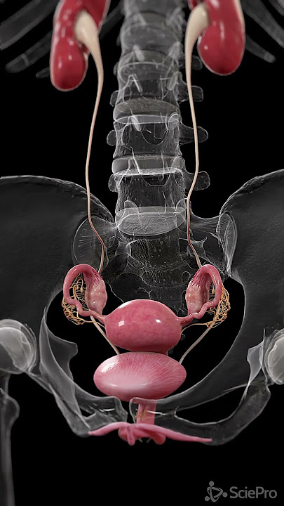 3d Anatomy of the Uterus  #anatomy #meded