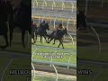 Knight’s Choice is back! 😍 #melbournecup #horseracing #trial #training