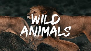 8 Times Wild Animals Surrounds Its Prey So It Can't Escape