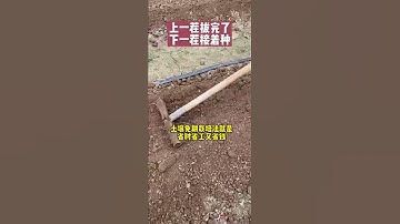 不翻地不用底肥，到底行不行#农业种植技术 #农业种植 #抖音助农 #种植小技巧 #农业技术 #田园生活 #农业大棚 #种菜小技巧 #乡村新农人 #蔬菜大棚