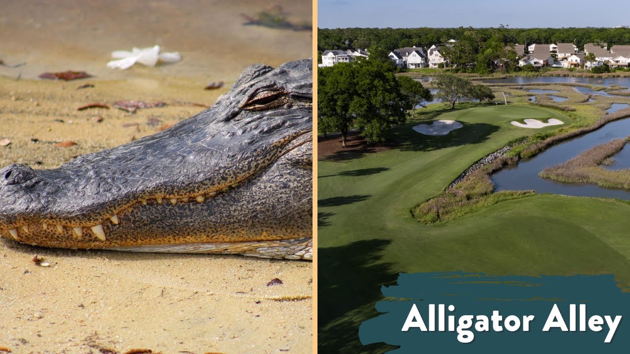 myrtle beach golf and yacht club alligator