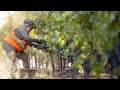 2023 Winston Hill Cabernet Sauvignon Harvest