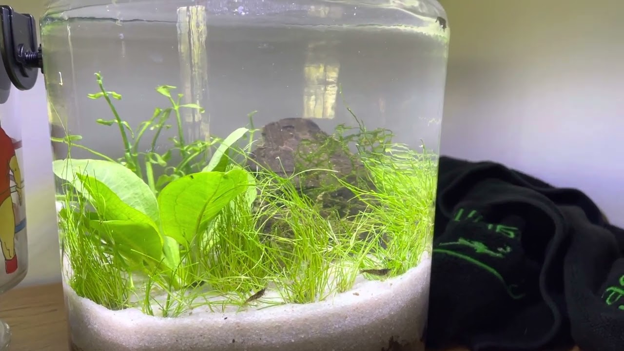 Walstad shrimp jar