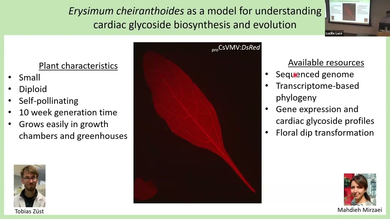 Gordon Younkin: Biosynthesis and function of cardiac glycosides in the crucifer genus Erysimum