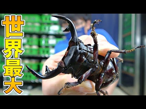 A large number of Indian giant stag beetles, which can grow