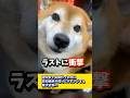 途中まで笑顔だったのに突如強めの唸りにチェンジする柴犬が怖い#shibadog #柴犬 #sibainu #犬のいる生活 #shorts