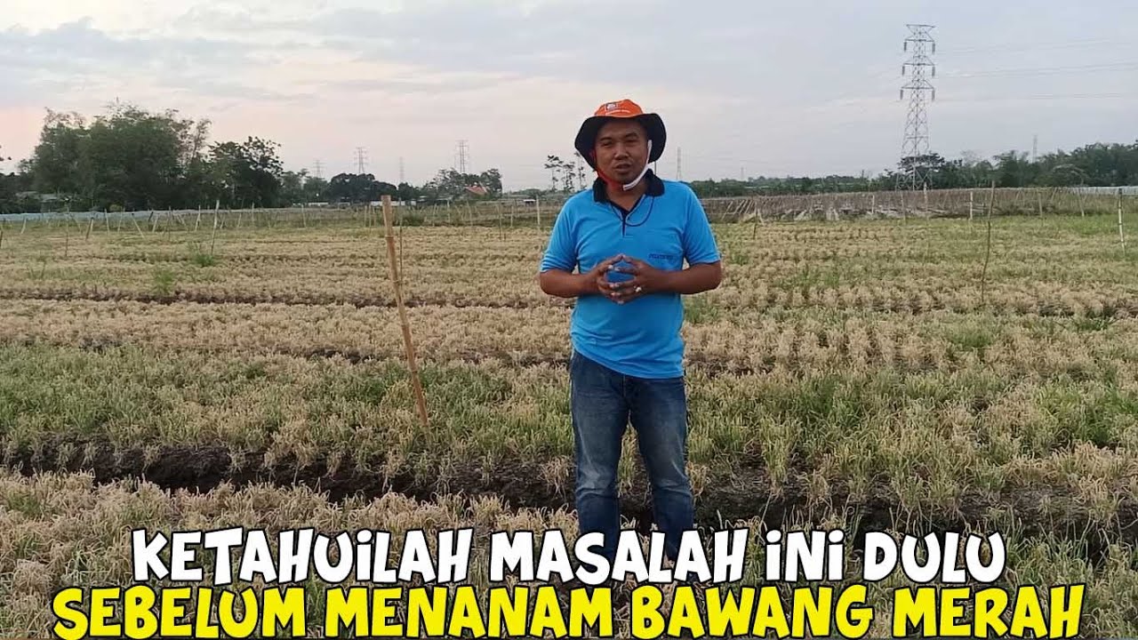 Halangan Atau Rintangan Dalam Budidaya Bawang Merah 