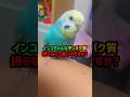 インコちゃんはタンパク質摂らなくて良いのですか?