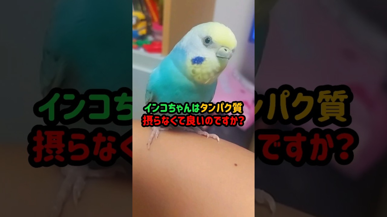 インコちゃんはタンパク質摂らなくて良いのですか?