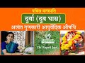 Ayurvedic Importance of Durva (Doob Grass) || दूर्वा (दूब घास ) अत्यंत गुणकारी औषधि वनस्पति ||