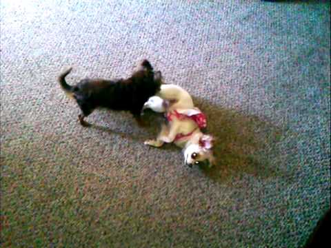 My Two Long-haired Chihuahua/Papillon Mixes Love to Rough Play Together