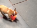 Puppy explores new place Puppy explores new place