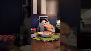 Purrs And Pranks #162 #cat #purr #funny