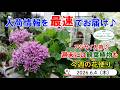 今週の花便 #186 【2026.6.4】まだまだアジサイも入荷しています♪ 今週末には観葉植物も多数入荷♪【入荷情報を最速でお届け!!】