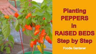 Planting Peppers in Raised Beds at Home!  From Digging to Harvest! (Foodie Gardener) by Eden Maker by Shirley Bovshow 1,052 views 2 years ago 4 minutes, 12 seconds