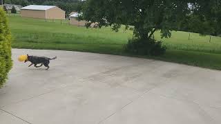 Cattle Dog Puppy Asks For Help