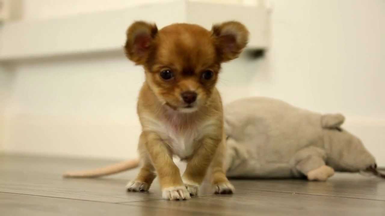 Chihuahua kaufen