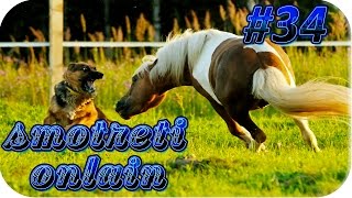 Смотреть онлайн приколы с животными Смотреть онлайн приколы с животными
