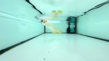 Trị đục mắt cá rồng đơn giản, nhanh, hiệu quả.