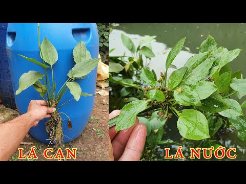 Hướng Dẫn Trồng Cây Lan Nước Ở Dạng Lá Nước Và Lá Cạn/ How To Plant Echinodorus amazonicus | Foci