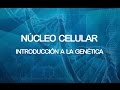 Núcleo celular | Introducción a la genética