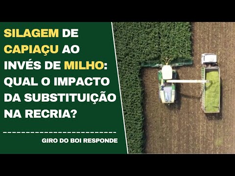 SILAGEM DE CAPIAÇU AO INVÉS DE MILHO: QUAL O IMPACTO DA SUBSTITUIÇÃO NA RECRIA?