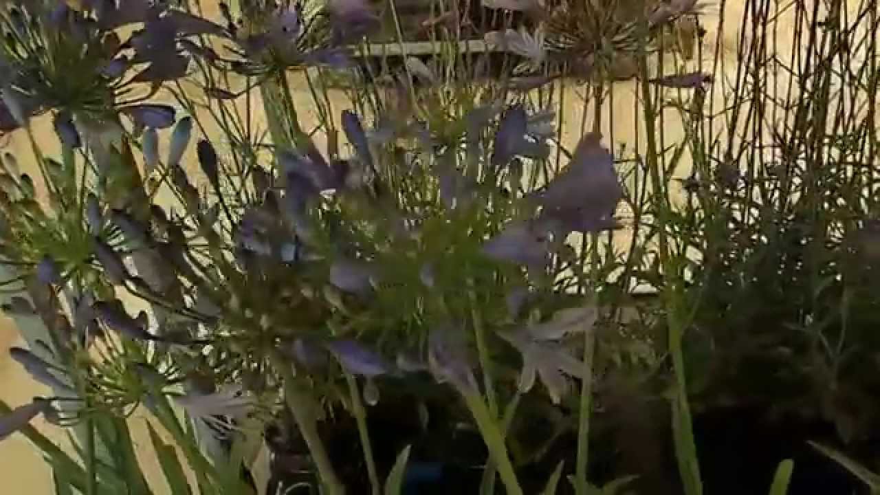 Agapanthus africanus 'Blue Umbrella'