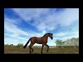 buying two new horses sso