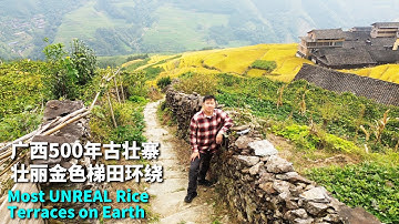 廣西500年古壯寨，金色梯田閃耀山野，人煙稀少的絕美鄉村，被人遺忘的隐居秘境！🇨🇳龙脊梯田，阿树最喜欢的原生态古壮寨 【龙脊梯田】EP3