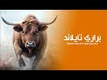 براري تايلاند ارض أخطر الحيوانات الاسيوية ثيران الغوار ذو العضلات المفتولة النادرة جدا كويست عربية براري تايلاند ارض أخطر الحيوانات الاسيوية ثيران الغوار ذو العضلات المفتولة النادرة جدا كويست عربية