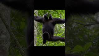 Monkey Caught In The Net