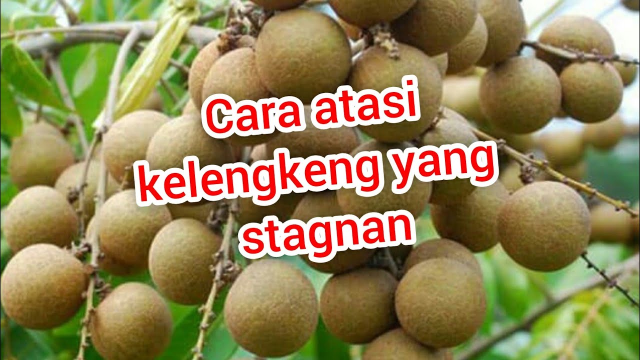 Cara Mengatasi Tanaman Kelengkeng yang Stagnan
