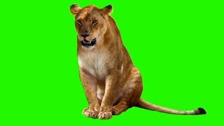 Female Lion | Green Screen Animals | Download Link screenshot 1