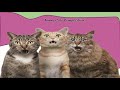 Cutest catss funny catss 2021 funniest animalss compilation 01 ediizgraphy
