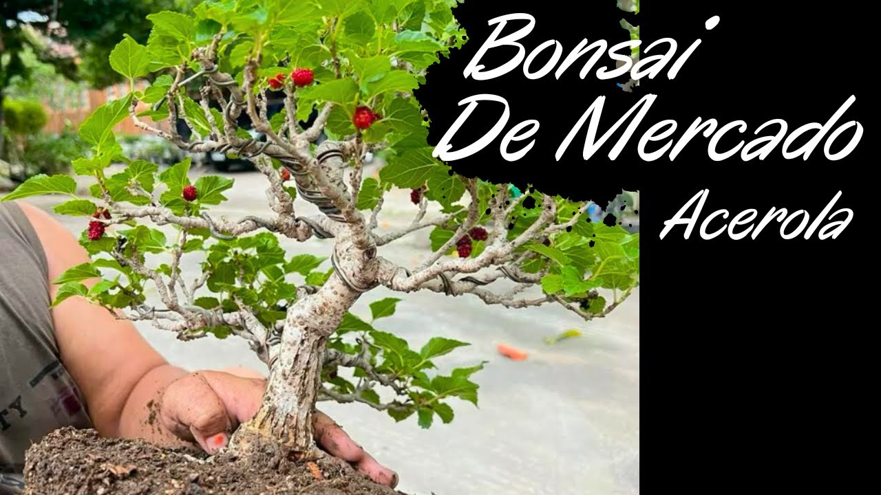 Bonsai de Mercado Acerola