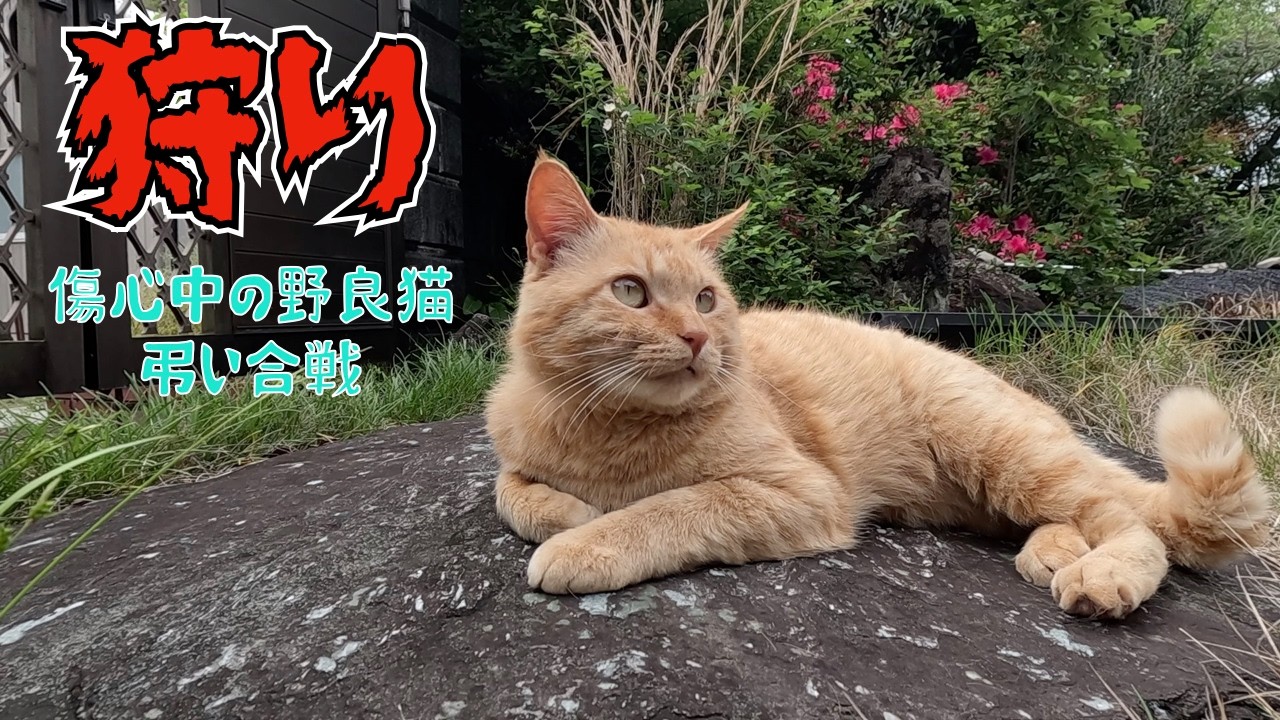 野良猫の狩り‼️ 傷心中の野良猫の弔い合戦 今日もおやつの時間