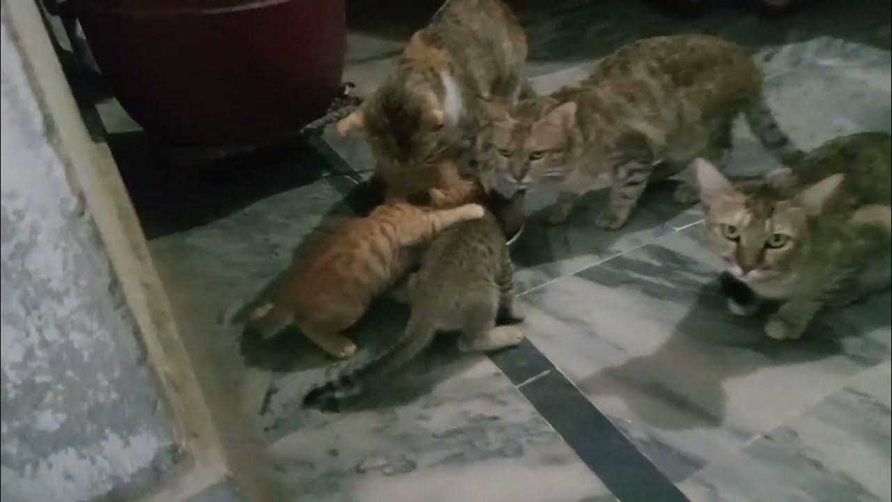 How do Cats Know When it's time for them to Eat The Surprising Facts