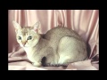 Минскин (Minskin cat) породы кошек( Slide show)! の動画、YouTube動画。