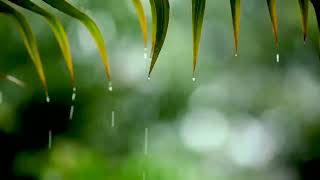 10 Hours Relaxing Sleep Music | Rain Sounds   Relaxing Music, Peaceful Piano Music, Insomnia