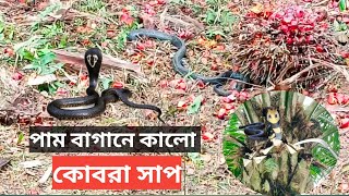 king cobra malaysia palm garden || মালয়েশিয়া পাম বাগানের সাপ কিং কোবরা || snake || সাপ