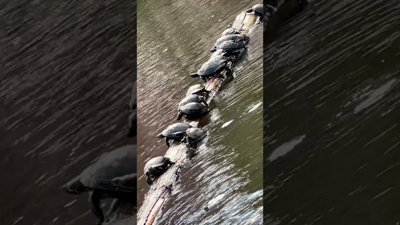 Log Rolling Turtles