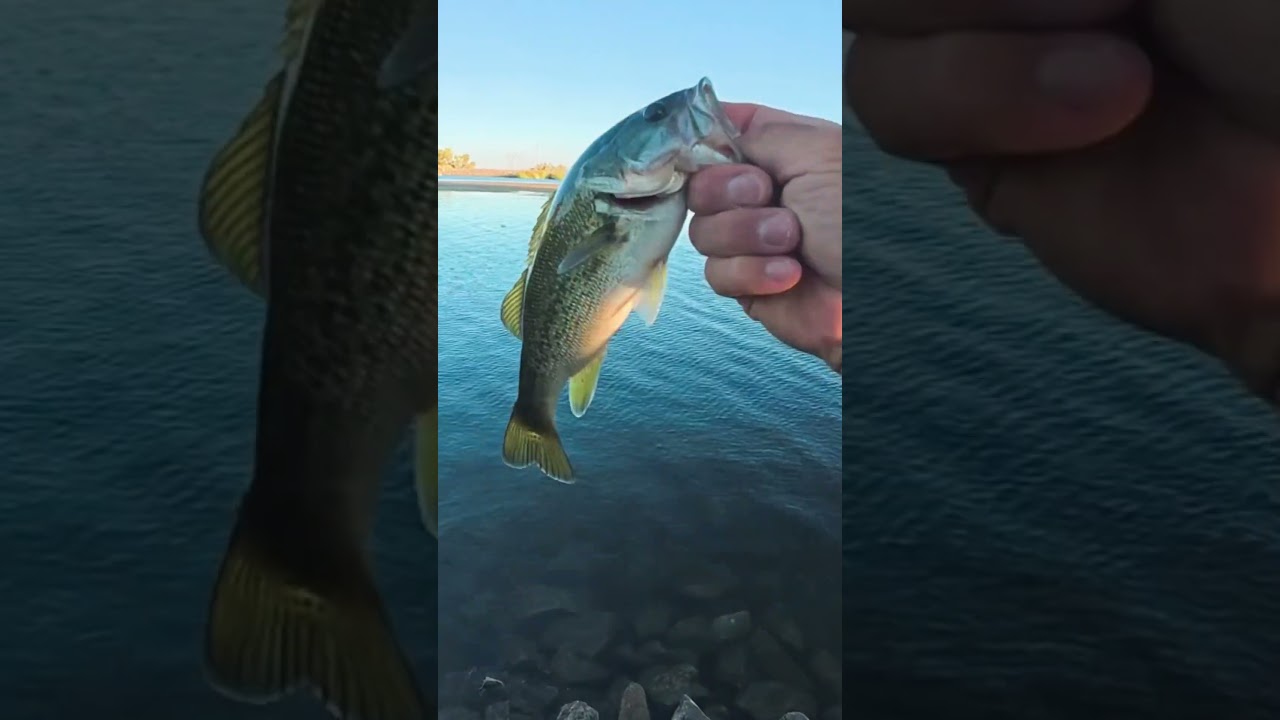 Watch Back to back on the drop shot! #funny #comedy #fishing #bluegigi #fishingshorts #shorts #funniest on YouTube Watch Back to back on the drop shot! #funny #comedy #fishing #bluegigi #fishingshorts #shorts #funniest on YouTube