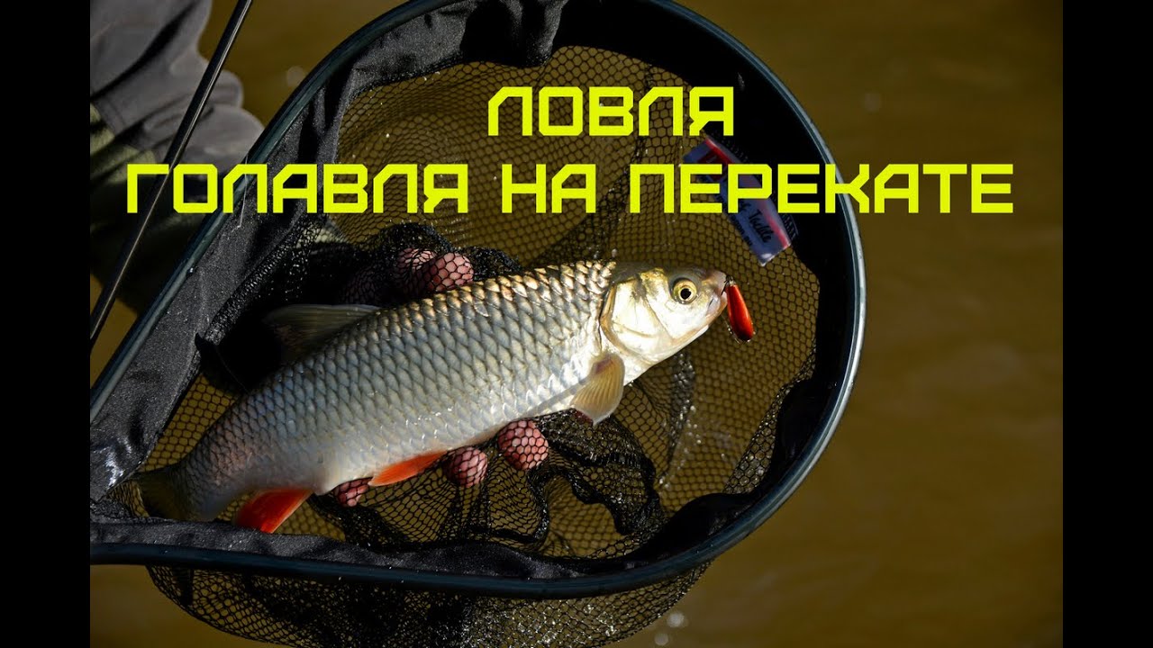 Ловля голавля на оке Ловля голавля на оке