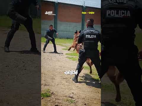 الإوز لحراسة السجون
