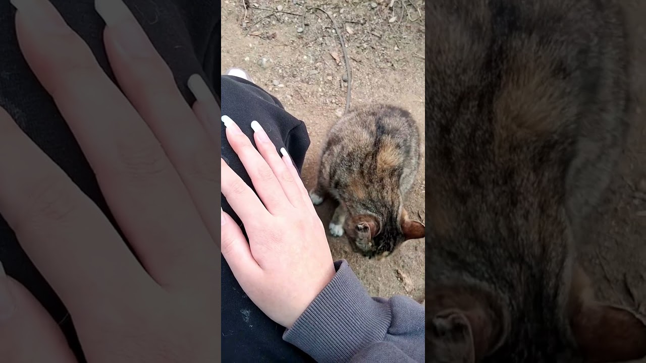 길고양이를 안아보았다