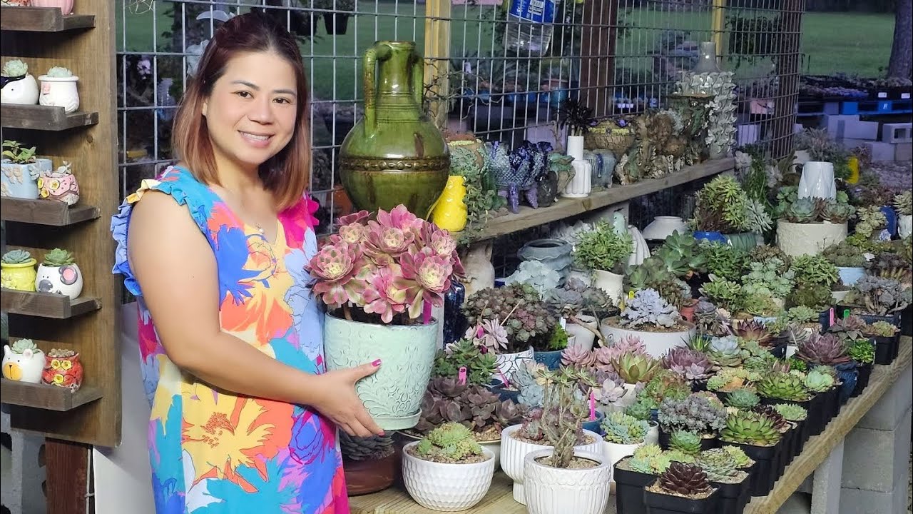 Aeonium for sale 713-298-2671  Manvel, Texas 77578.  Local pickup and Shipping nationwide.