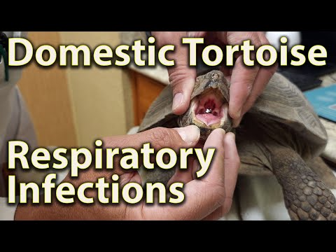 5 Signs Your Tortoise is Sick & Needs Immediate Care