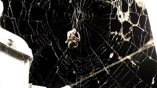Orb Weaver Spider Wraps up Moth in Web