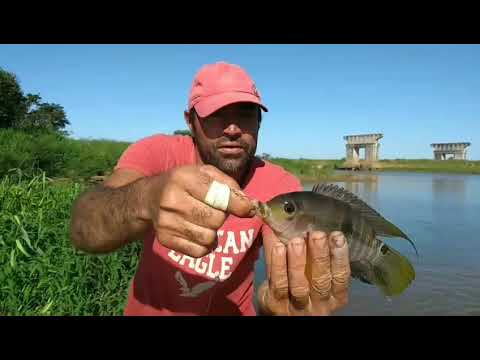 Muito peixe Acará neste rio (PARAÍBA DO SUL)